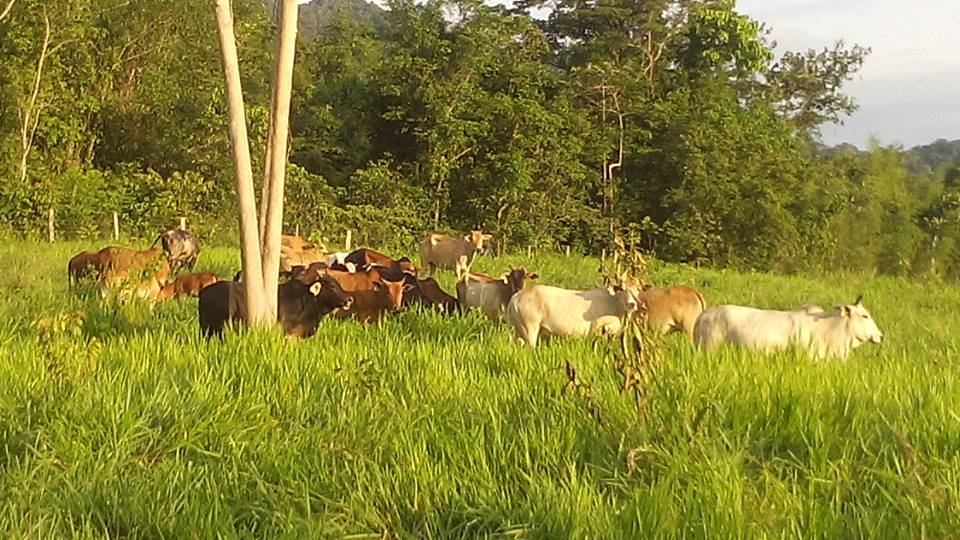 11350657_306950772808807_8077656469923436560_n